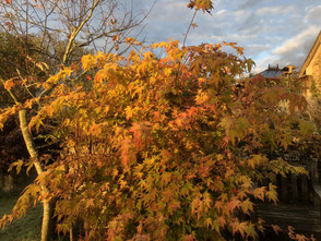 Autumn colours in the garden