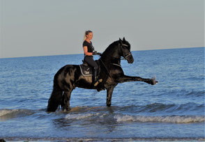 Friesenhengst Unyck im Meer