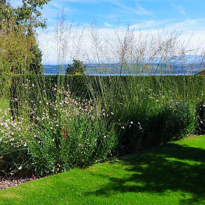 ANGEBOT - Blumen Schipfe