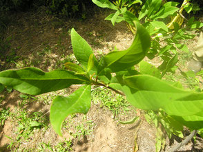 foglie di nyssa biflora