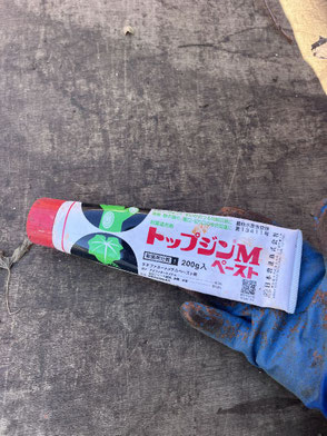 国立市で樹を保護するする植木屋「纏造園」