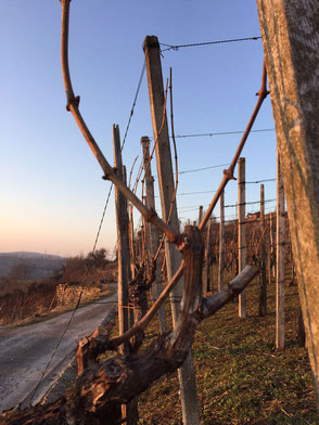 Die Winzlinge | Weinberge Lemberger