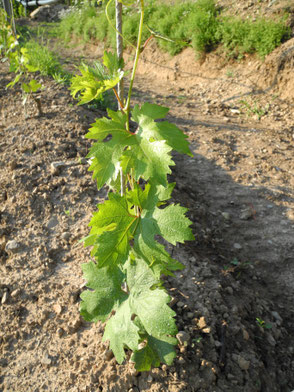 Die Winzlinge | Reben mit grünem Blattaustrieb Zinfandel