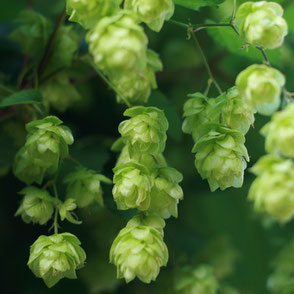 jura - brasserie - bière - houblon - hops - le lombard bar