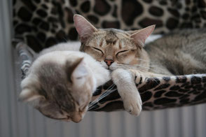 Katze entspannt sich nach Stress