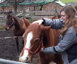 Craniosacral Therapie für Tiere