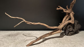 流木の選び方 - 水槽素材【公式】