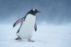 ジェンツーペンギン