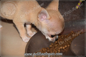 Mon chihuahua ne mange pas ses croquettes