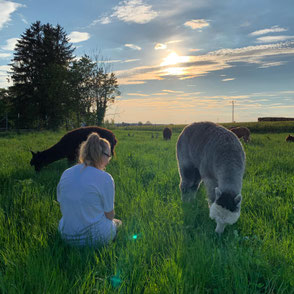 Ein besonderer Moment auf der Weide mit Alpakas