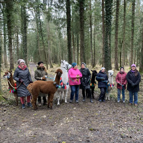 Team führt Alpakas bei einer gemeinsamen Wanderung