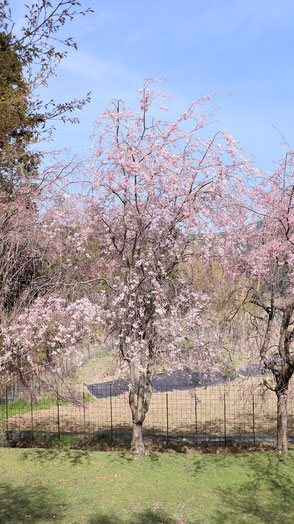 正面から見るしだれ桜写真フリー素材　Weeping cherry tree seen from the front Photo free material