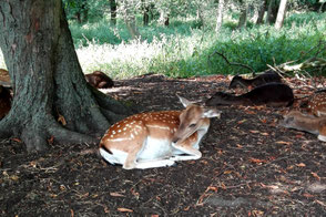 Ruhendes Damwild unter Bäumen im Botanischen Volkspark Pankow. Foto: Helga Karl