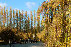 Denkmal Mutter Heimat im Sowjetischen Ehrenmal Treptow, umgeben von Pappeln mit goldfarbenen Herbstblättern. Foto: Helga Karl