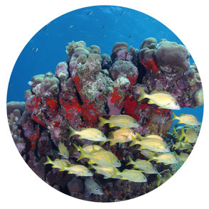 scuba diver course reef fish curacao