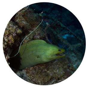 Green Moray Curacao
