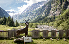 Urlaub im Zillertal, Ferienwohnung Zillertal, Bergurlaub mit Hund, Mayrhofen, Urlaub in Tirol, Steinbockhütte,