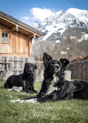 Bergurlaub mit Hund, Hotels im Lechtal, Urlaub mit Hund im Lechtal, Hundechalet, Benglerwald