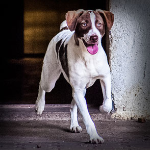 Link zur Hundevermittlung, Hündin Rosa, braun-weiß, kurzhaar, läuft vom Hundehaus in den Auslauf Tierheims Immenstadt.