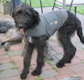 Mutter Irish Wolfhound x Vater Großpudel - Artlaender Wolfspudel