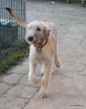 Artlaender Wolfspudel