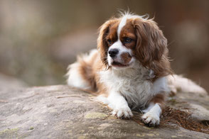 cavalier king charles Workshop canin Eden Photography & Piktures Arts foret fontainebleau paris