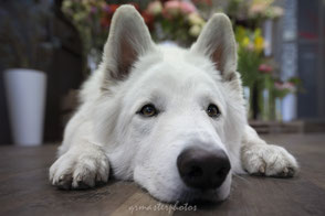berger blanc suisse Cordyline Fleuriste à Bourgoin Jallieu