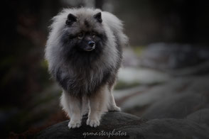Workshop Paris Eden Photography & Piktures Arts foret fontainebleau chien Eurasier