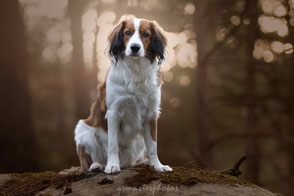 chien bokeh formation canin au workshop france