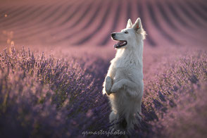 Valensole champs de lavande workshop canin Audrey Bellot prise de vue formation