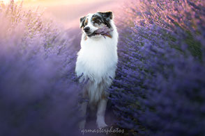 Berger Australien Audrey Bellot Valensole champs de lavande workshop canin 