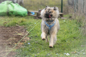 Photographe canin sport seance photos