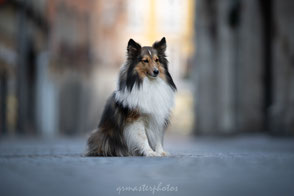 chien street ville de grenoble workshop canin photo portrait