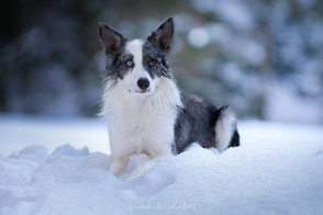 Workshop Audrey Bellot formation photo canin prise de vue