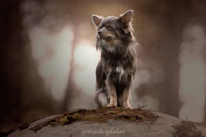 Chihuahua Chiwawa bokeh lens prise de vue photo canin