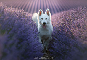 BBS Berger Blanc Suisse Valensole champs de lavande workshop