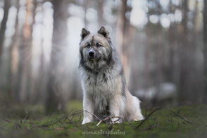 formation Workshop canin Paris foret fontainebleau bokeh