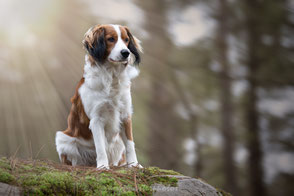 bokeh master seance photo au workshop canin 