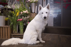 berger blanc suisse fleuriste photographe canin lyon bourgoin jallieu