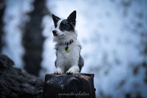 Workshop photographe canin séance photos portrait chiens