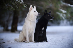 Berger Blanc Suisse Workshop séance  grenoble chiens prise de vue