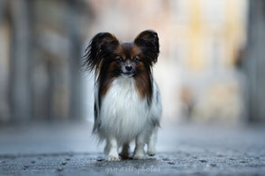 Workshop Audrey Bellot séance photos canin grenoble chien papillon ou épagneul papillon