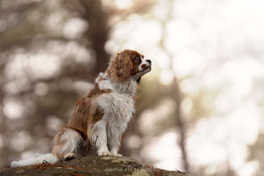 cavalier king charles Photography & Piktures Arts foret fontainebleau workshop 