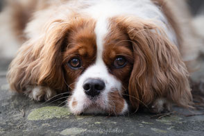 cavalier king charles sigma 120-300mm f2.8 sport workshop