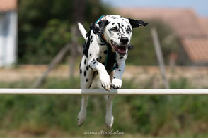 photographe sport canin saut chien dalmatien