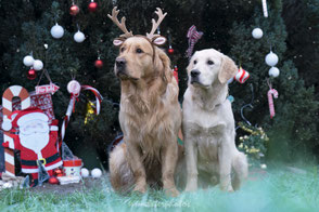 Jouets friandises et accessoires pour chien U Twoo