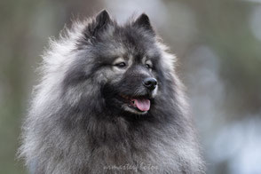 Eurasier chien au Workshop prise de vue formation photo canin dans la foret de fontainebleau