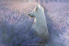 Valensole champs de lavande BBS Berger Blanc Suisse  workshop canin Audrey Bellot