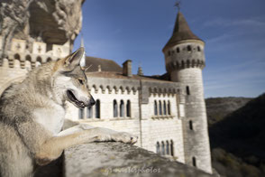 photographe canin a rocamadour devant le Chateau avec un chien loup  wolf