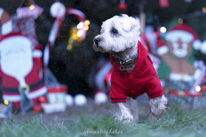photographe canin noel lyon rhone isere